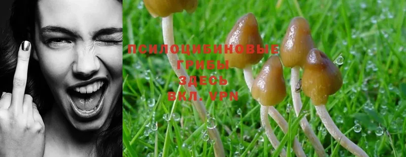 где найти   Кушва  Галлюциногенные грибы Psilocybe 